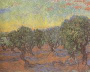 Vincent Van Gogh Olive Grove:Orange Sky (nn04) Germany oil painting reproduction